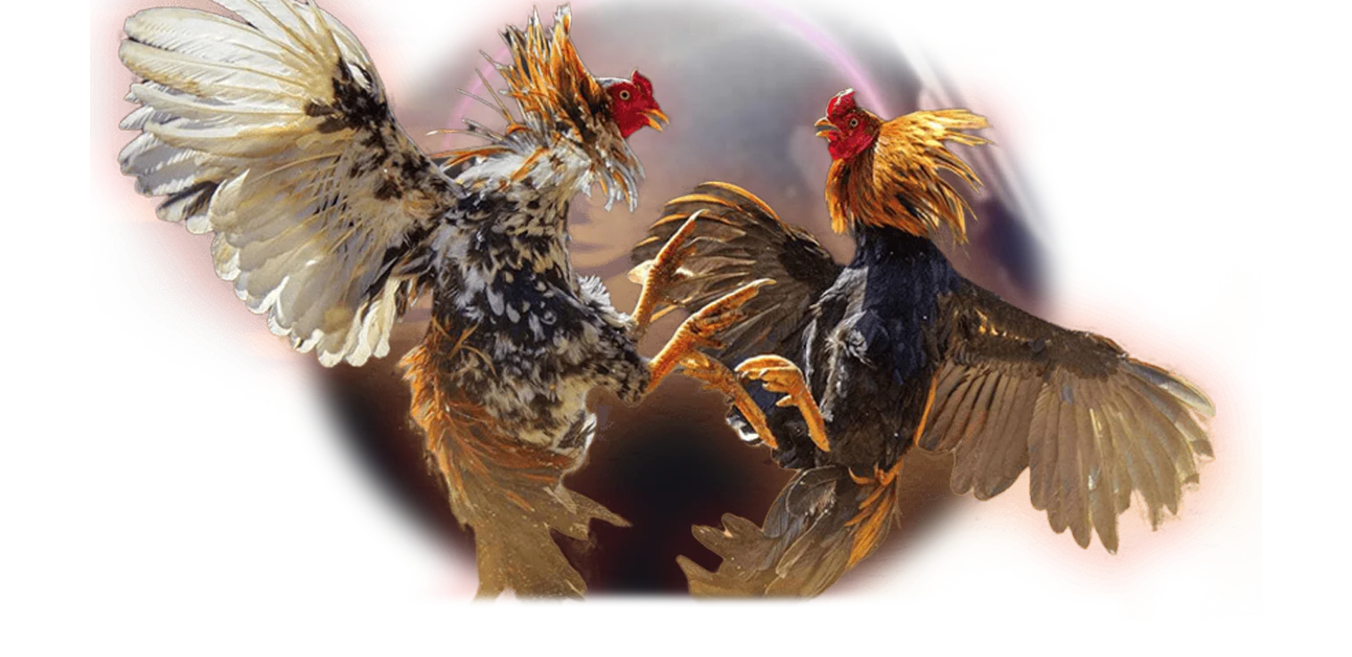 cockfight